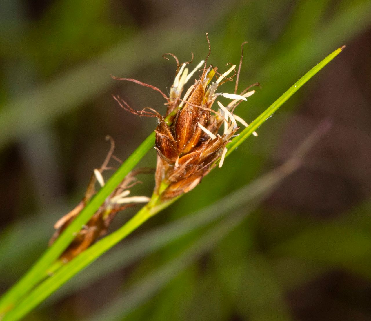 Rhynchospora fusca flower