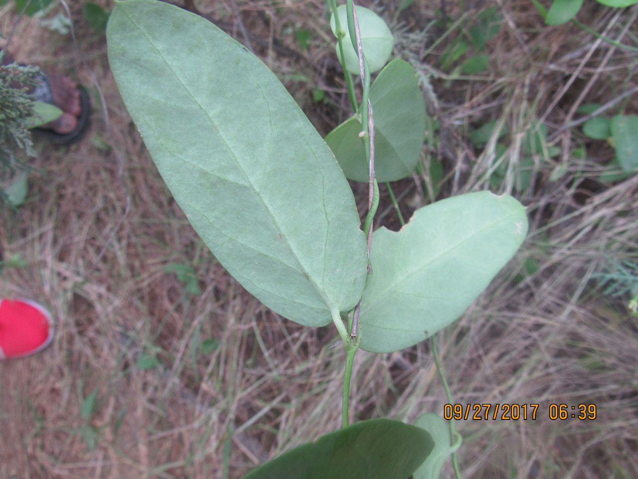 Pentatropis nivalis — houseplant care guide