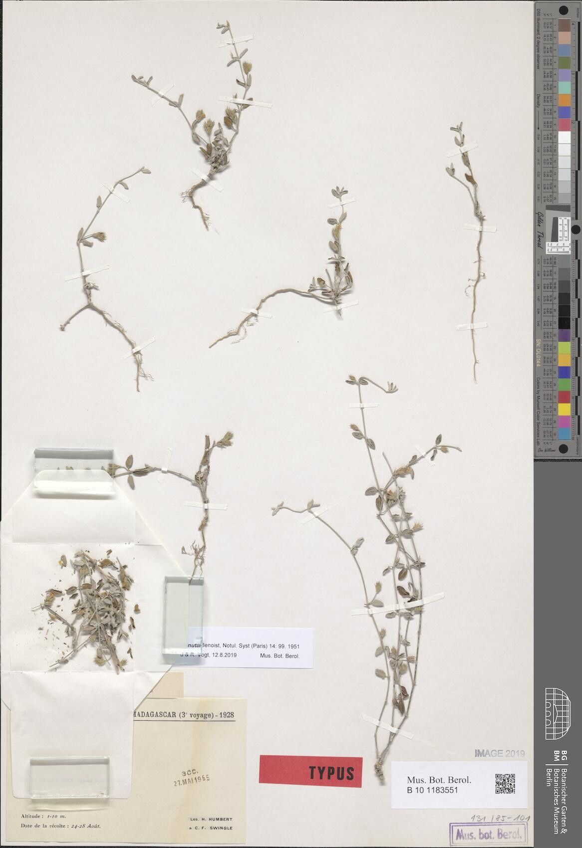 Justicia diminuta — houseplant care guide