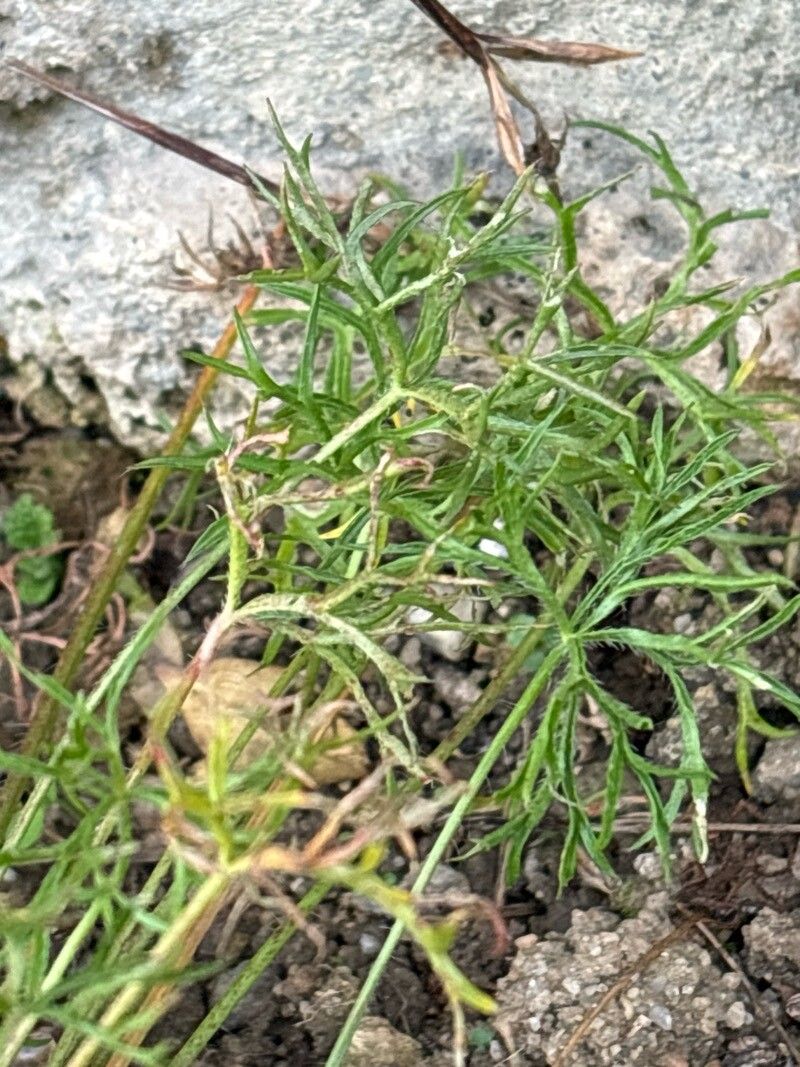 Pelargonium aridum leaf
