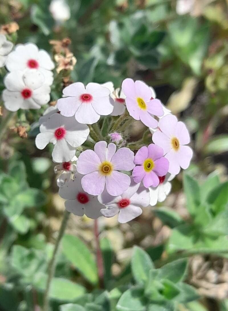 Androsace lanuginosa flower