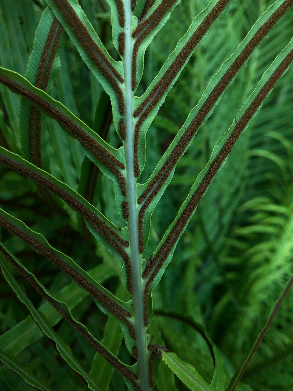 Oceaniopteris gibba bark