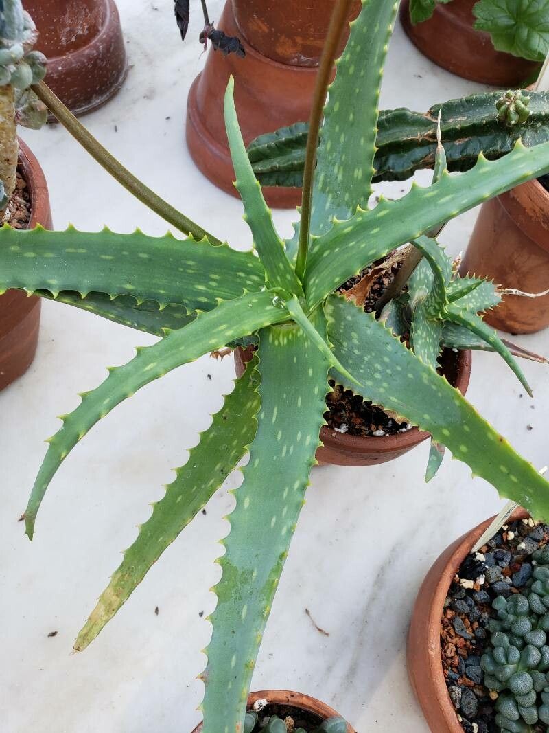 Aloe tororoana — houseplant care guide