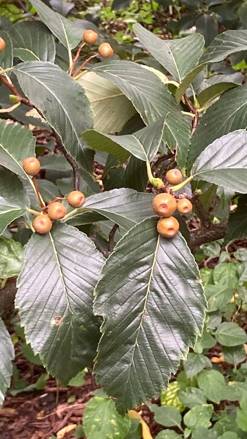 Sorbus caloneura fruit
