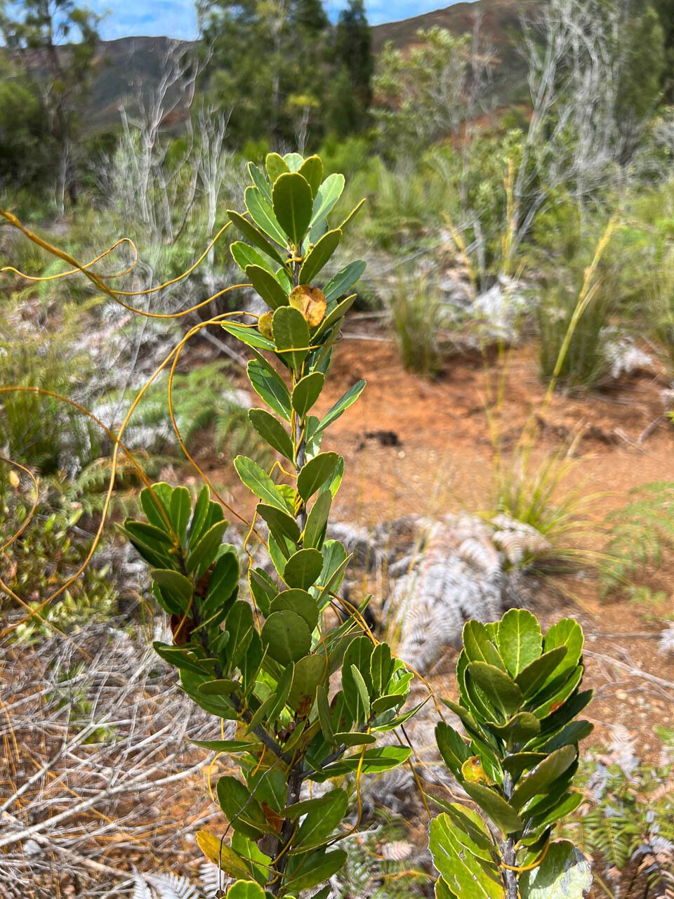 Peripterygia marginata — search result for 'Celastraceae'