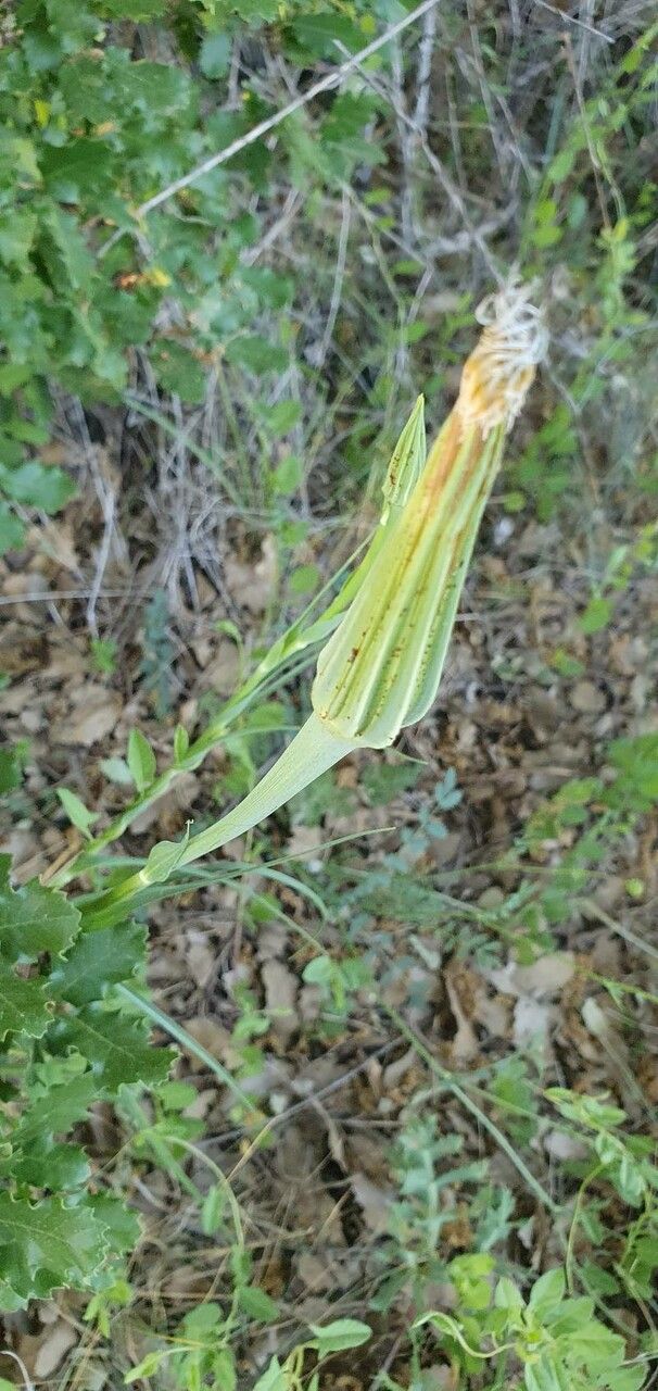 Tragopogon × mirabilis — search result for 'Mirabilis'