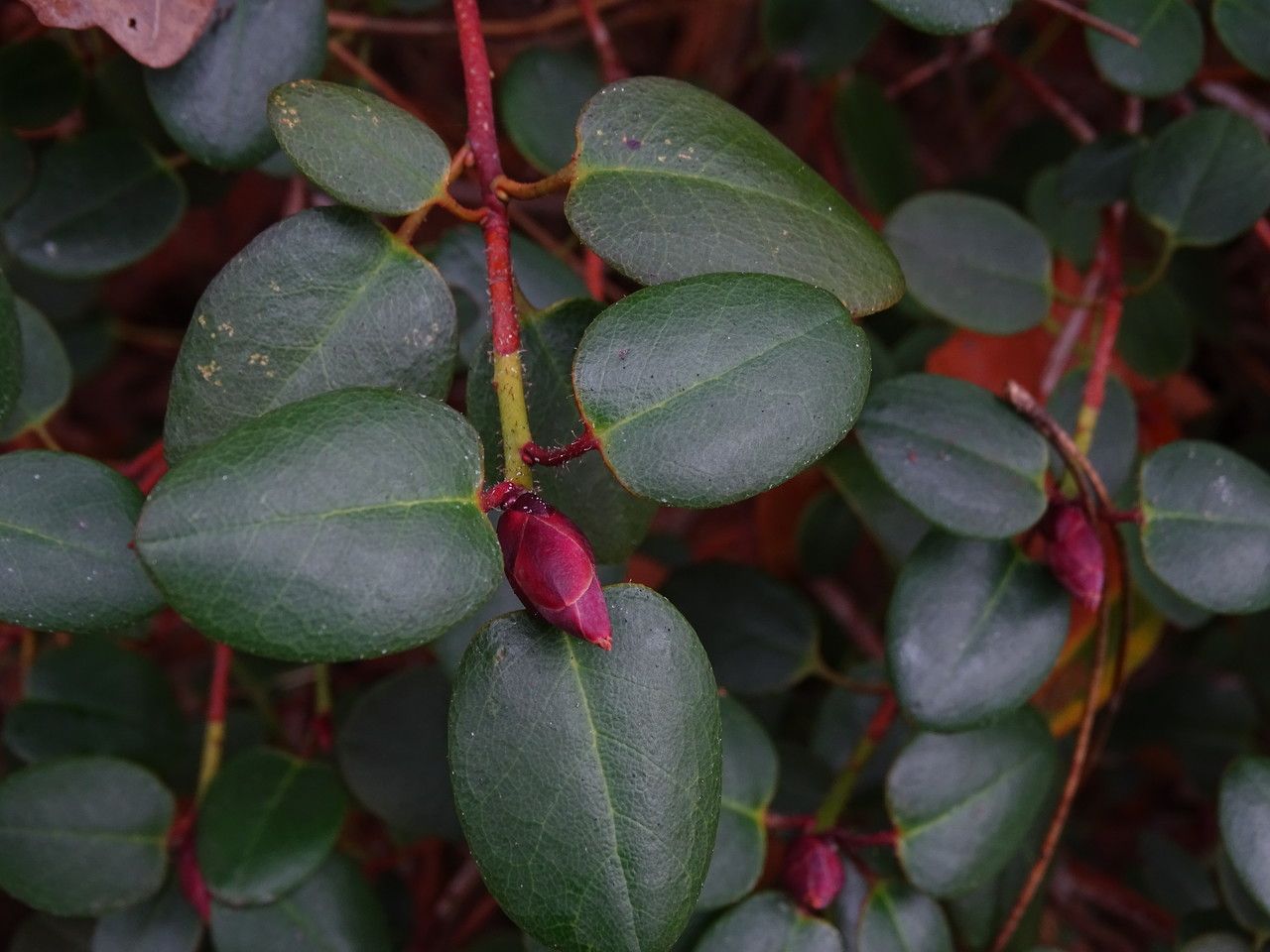 Rhododendron williamsianum leaf