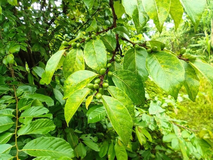 Bridelia micrantha fruit