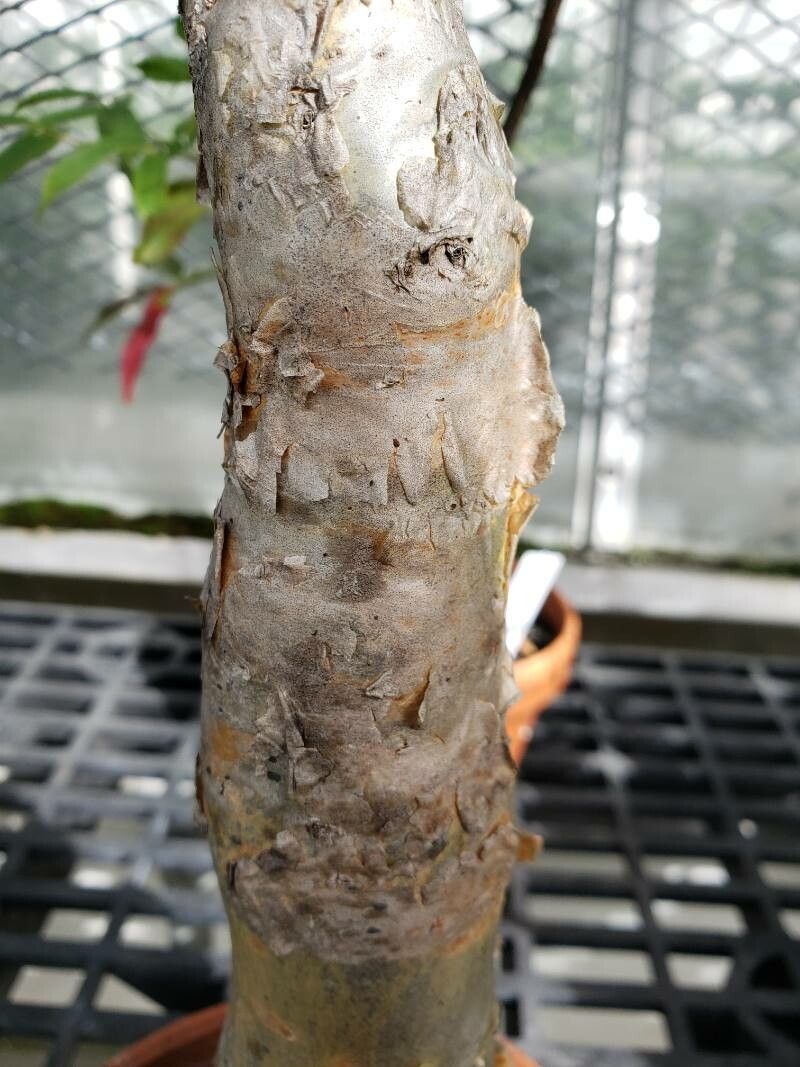 Cyphostemma bainesii bark