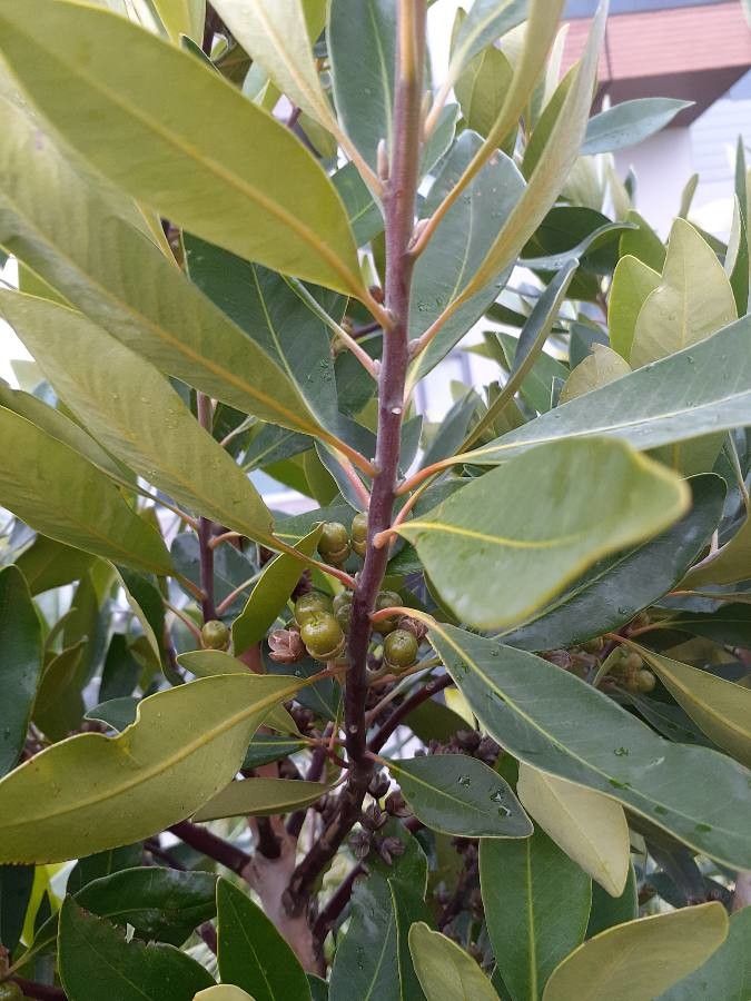 Manilkara concolor fruit