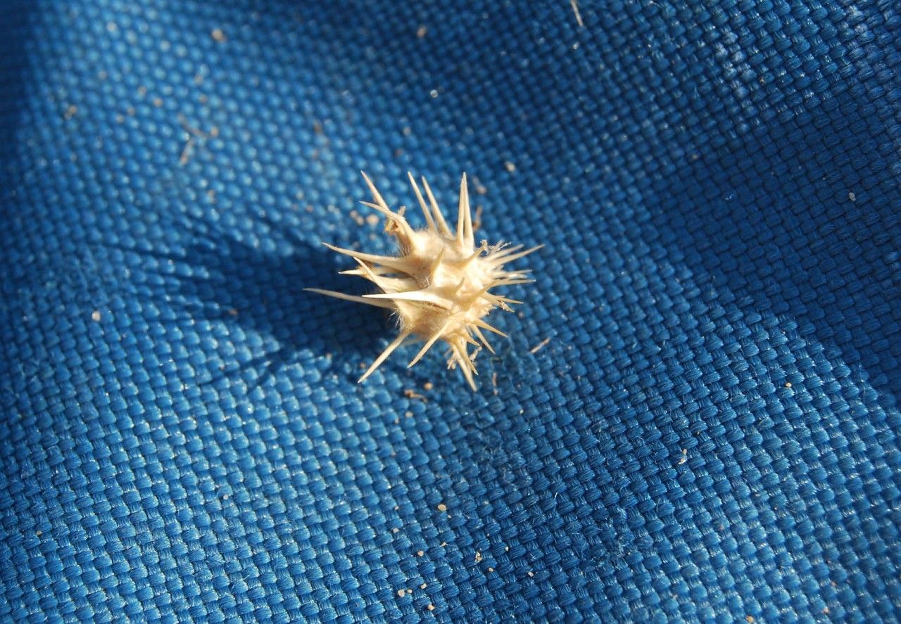 Cenchrus longispinus fruit