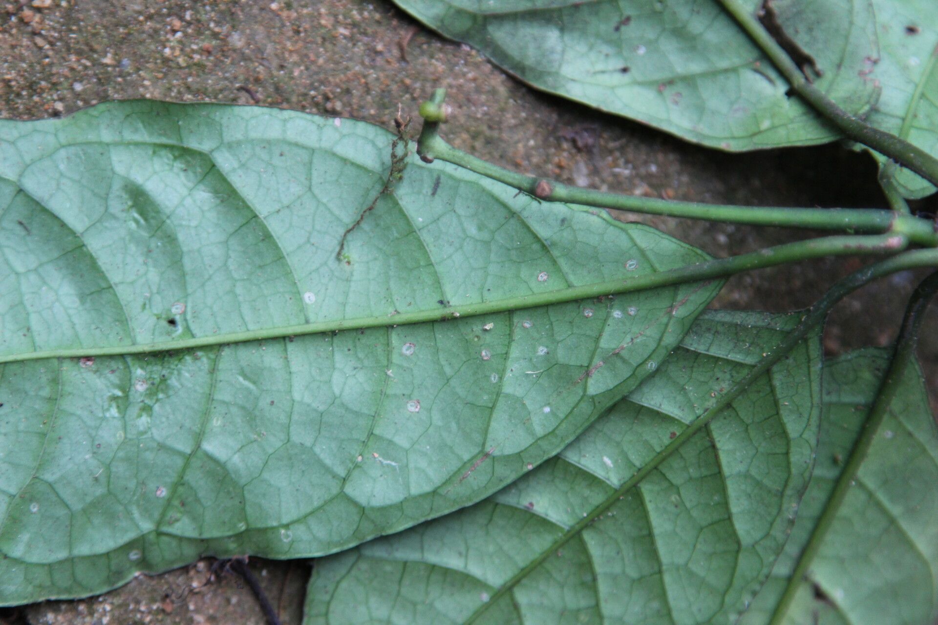 Psychotria taedoumgii — houseplant care guide