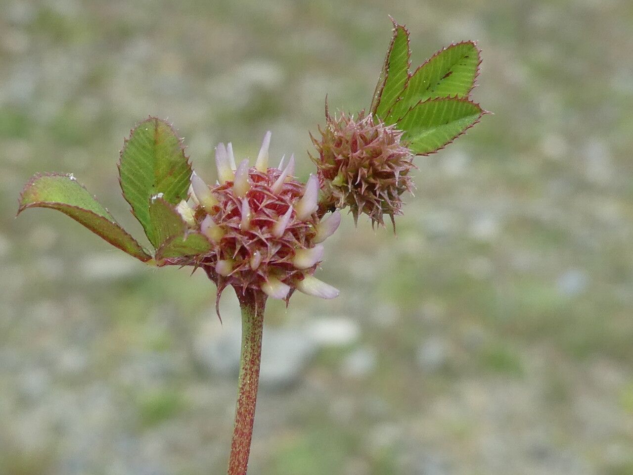 Trifolium glomeratum fruit