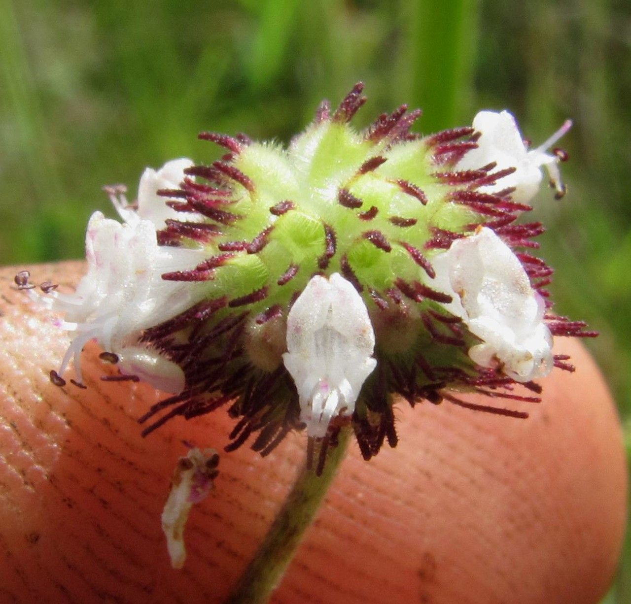 Hyptis recurvata — houseplant care guide