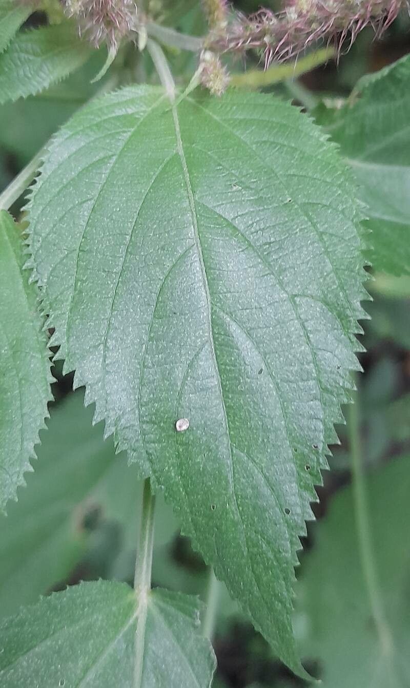 Acalypha communis leaf