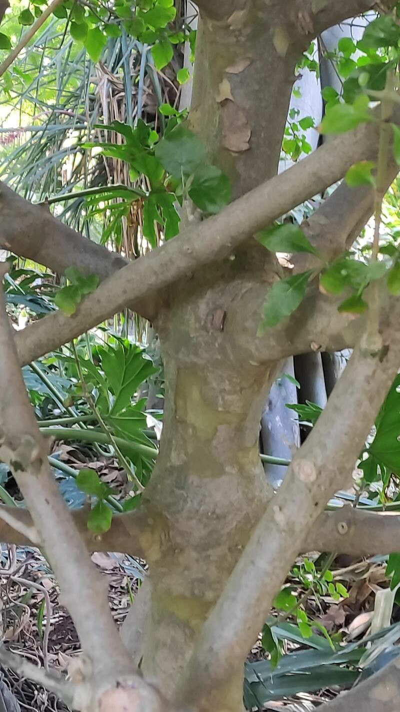 Gardenia cornuta bark