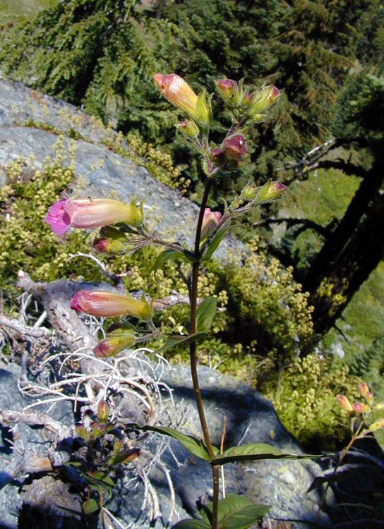 Nothochelone nemorosa habit
