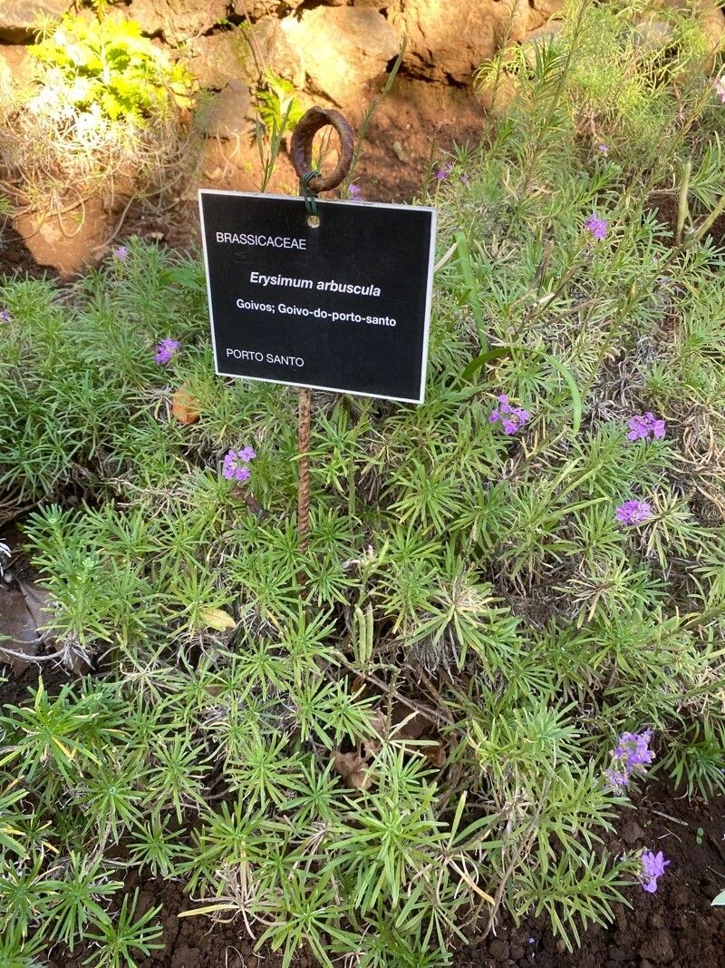 Erysimum arbuscula habit