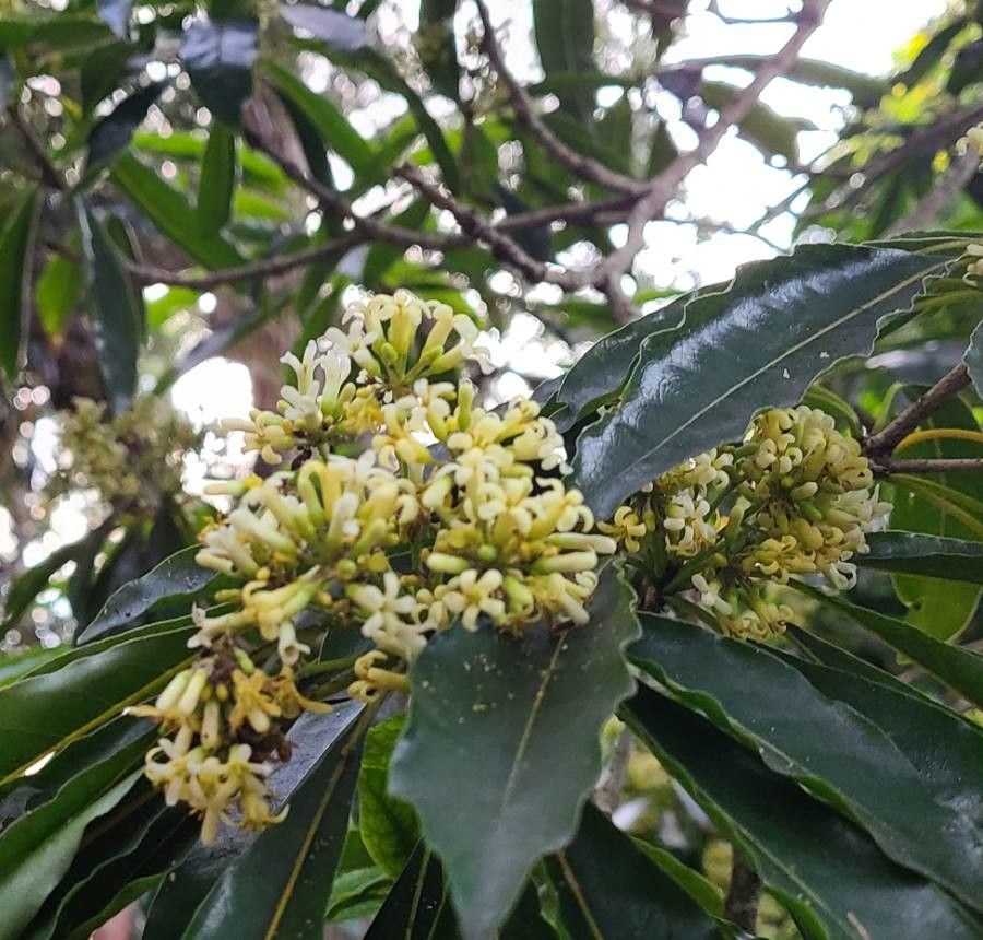 Pittosporum senacia flower