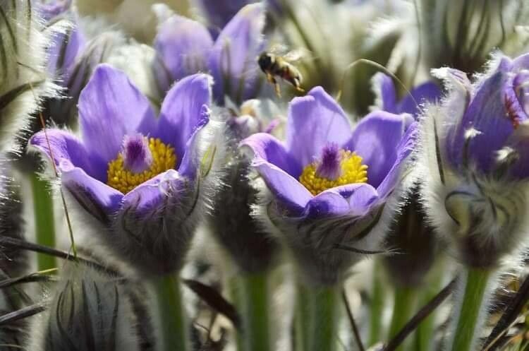 Pulsatilla grandis — search result for 'Hungary'