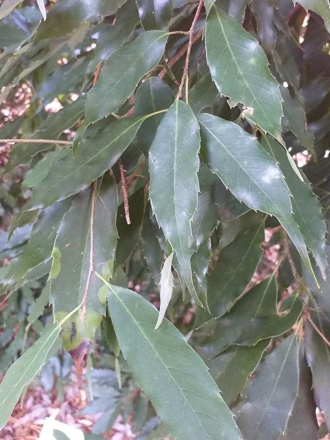 Quercus salicina leaf