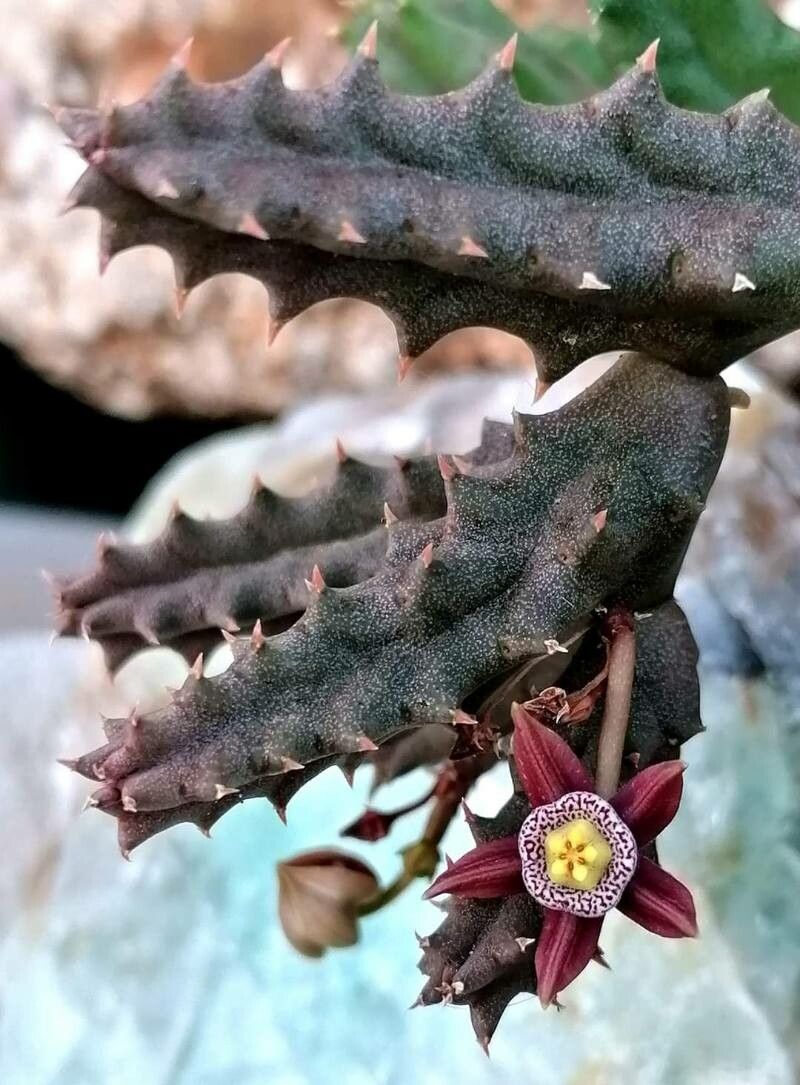 Duvalia maculata — related species from the same genus