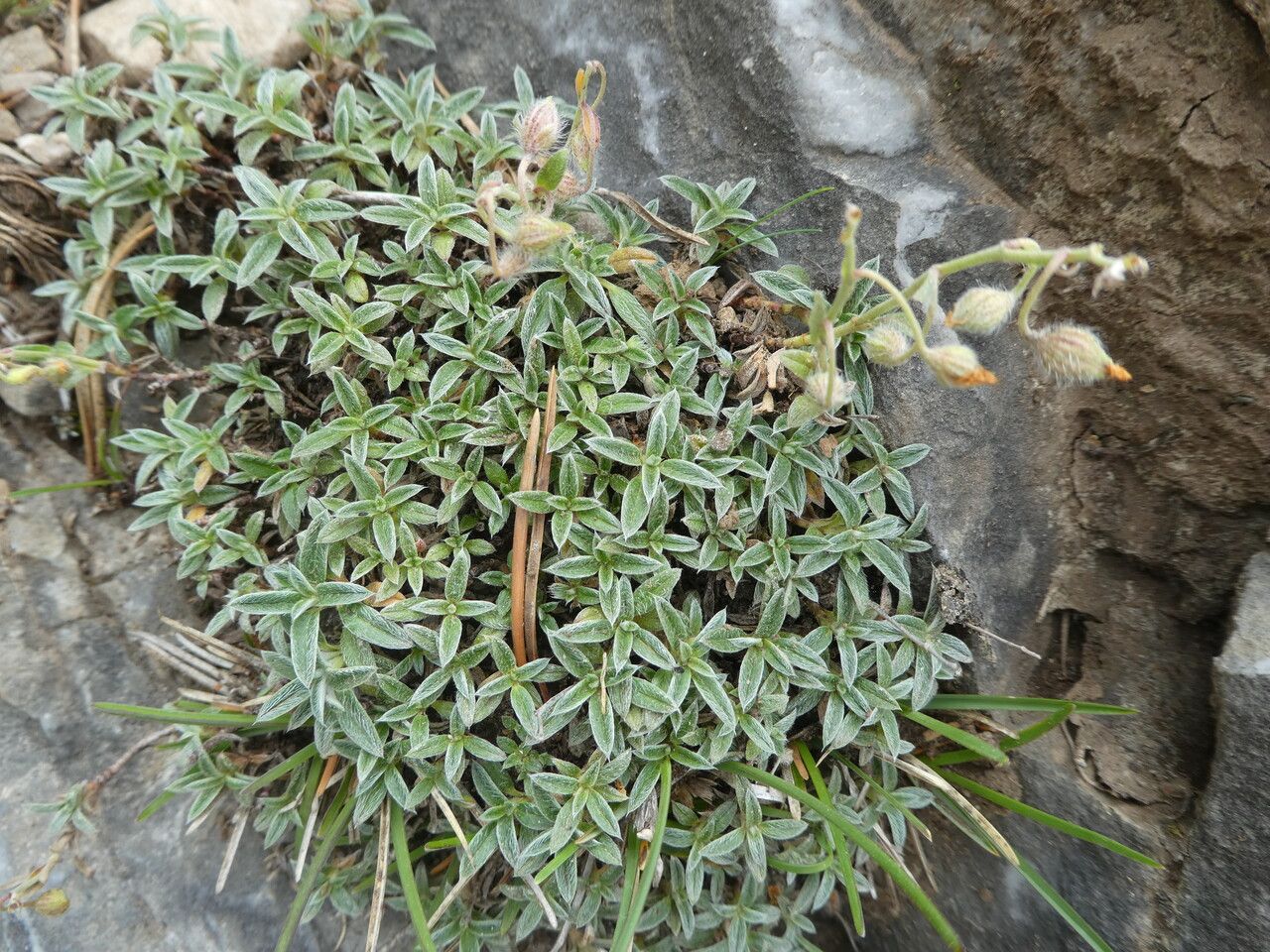 Helianthemum italicum habit