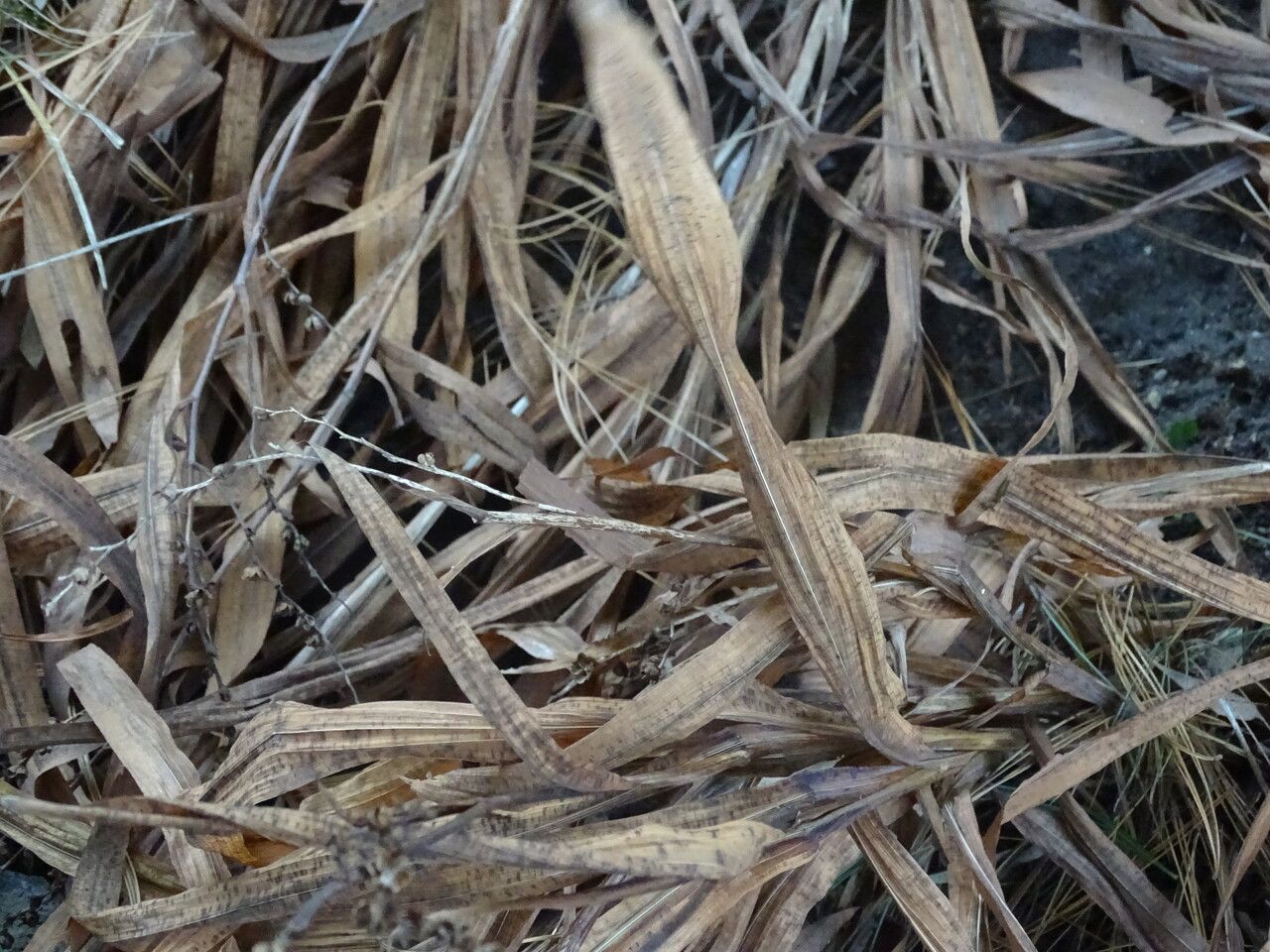 Crocosmia × crocosmiiflora leaf