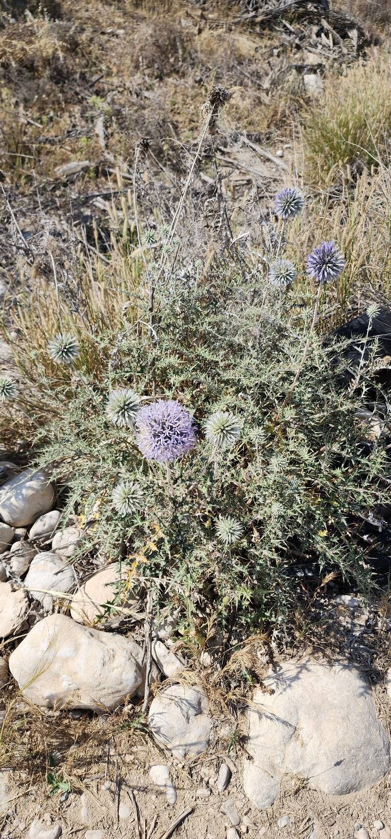 Echinops orientalis other