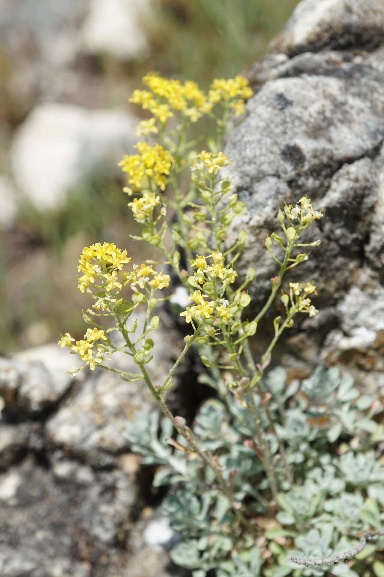 Odontarrhena obtusifolia habit