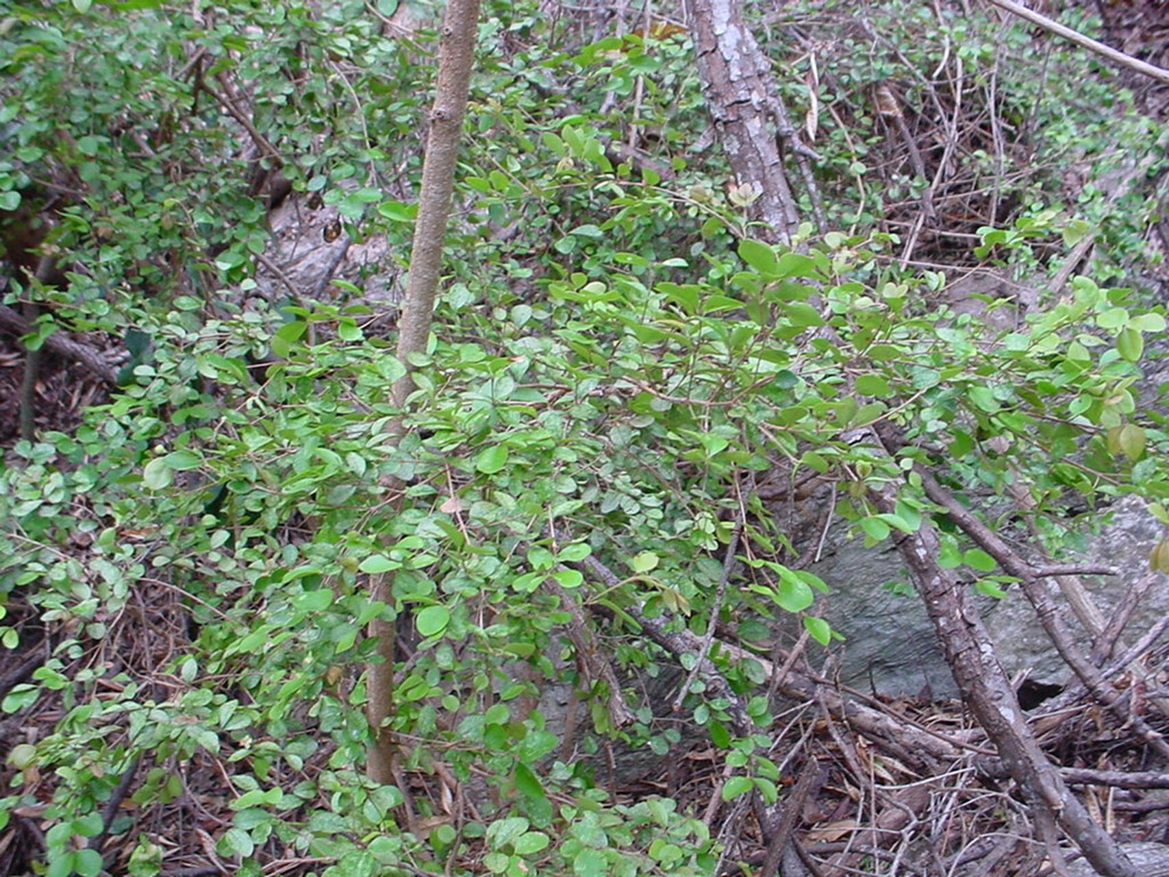 Eugenia lotoides habit