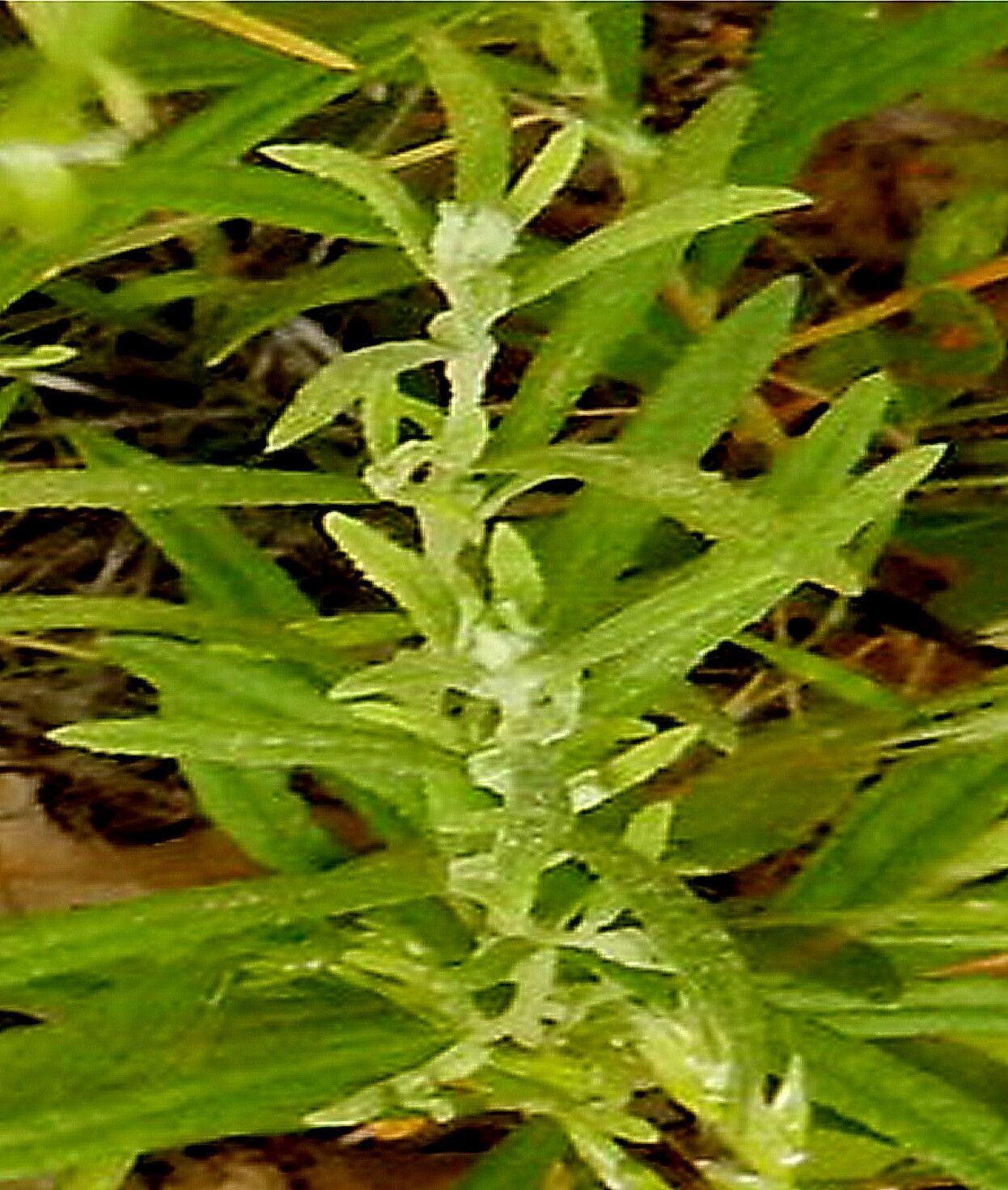 Crocanthemum rosmarinifolium — houseplant care guide