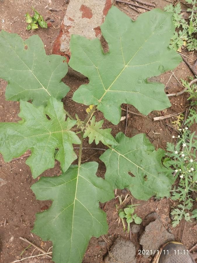 Solanum capsicoides — search result for 'Solanaceae'
