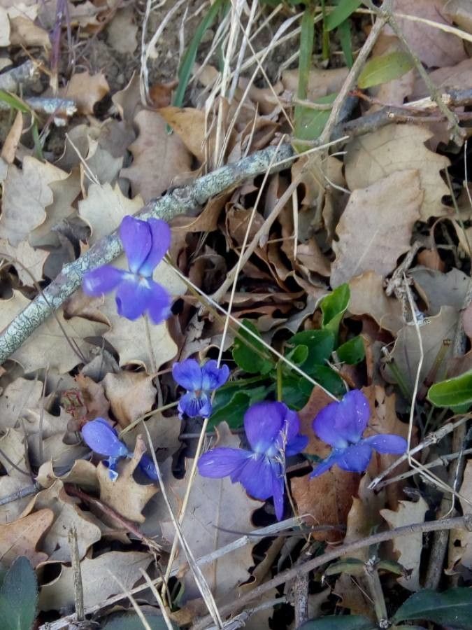 Viola pyrenaica flower