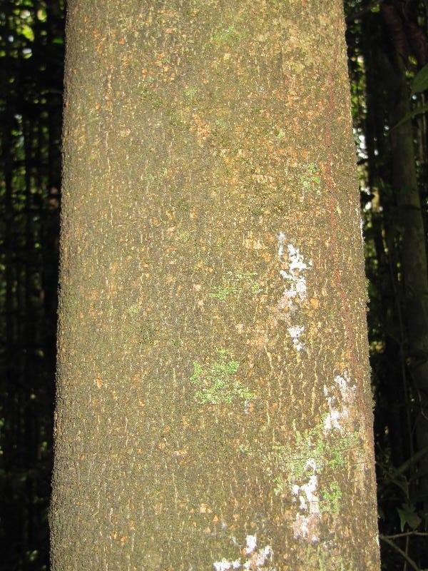 Agonandra silvatica — related species from the same genus