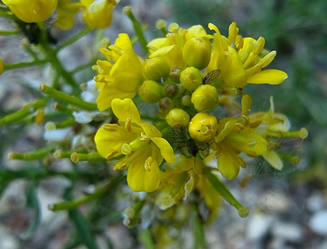 Sisymbrella aspera flower