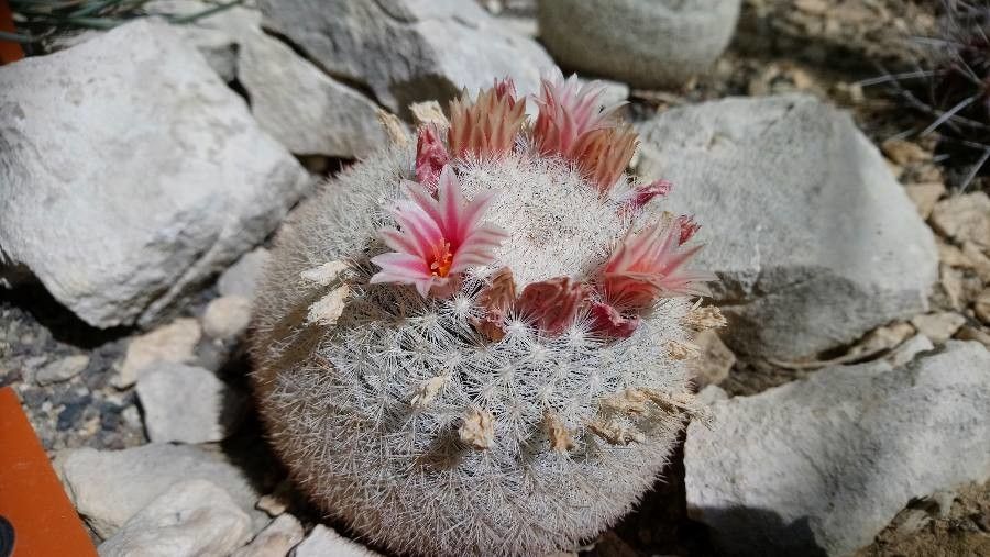 Mammillaria lasiacantha flower