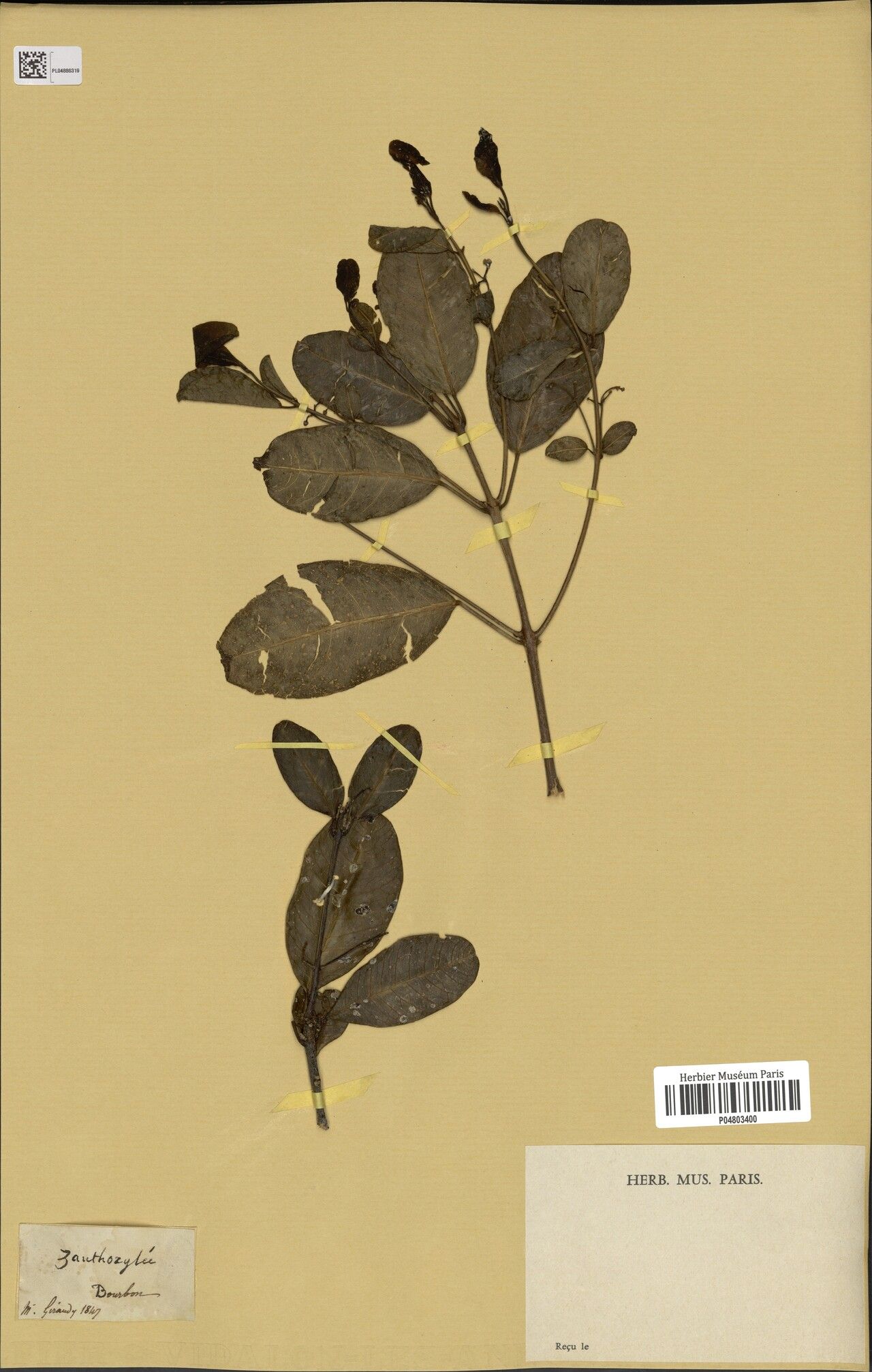 Melicope segregis — houseplant care guide