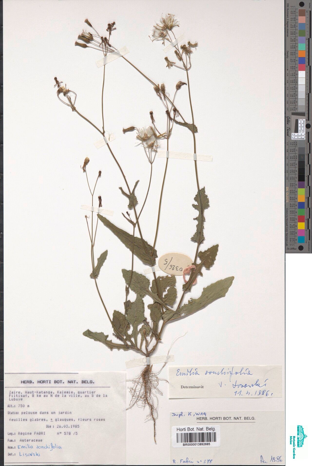 Emilia subscaposa — houseplant care guide