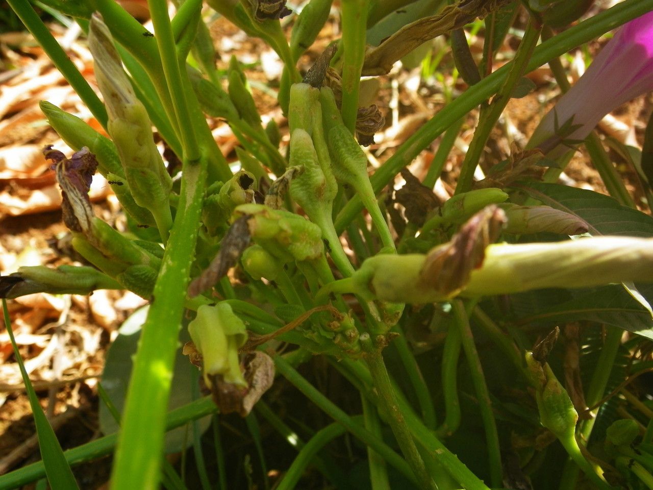 Ipomoea asarifolia fruit
