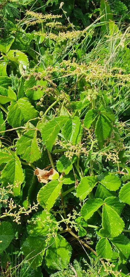 Cyphostemma cyphopetalum fruit