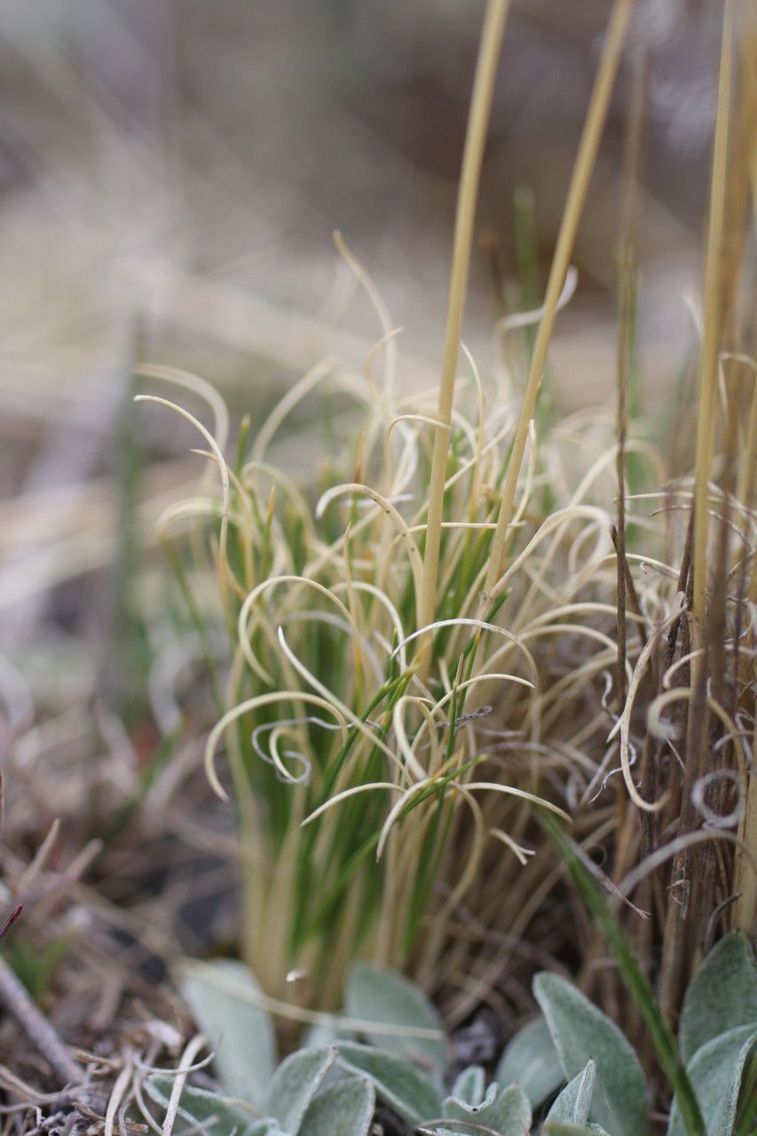 Cinnagrostis vicunarum leaf
