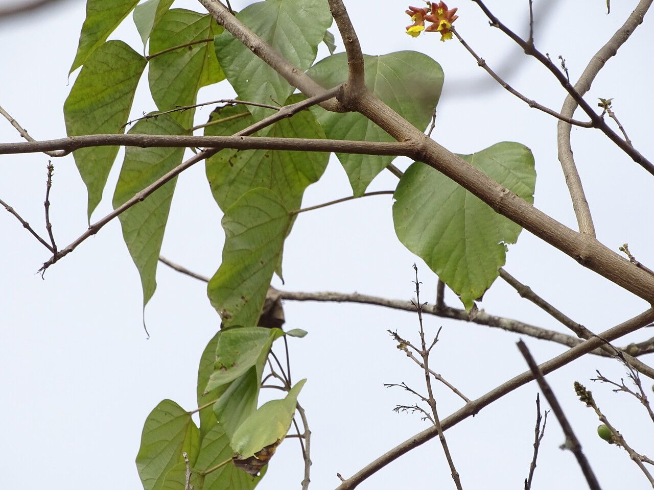 Gmelina arborea — search result for 'Verbenaceae'