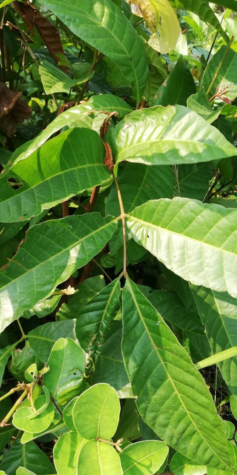 Blighia welwitschii — related species from the same genus