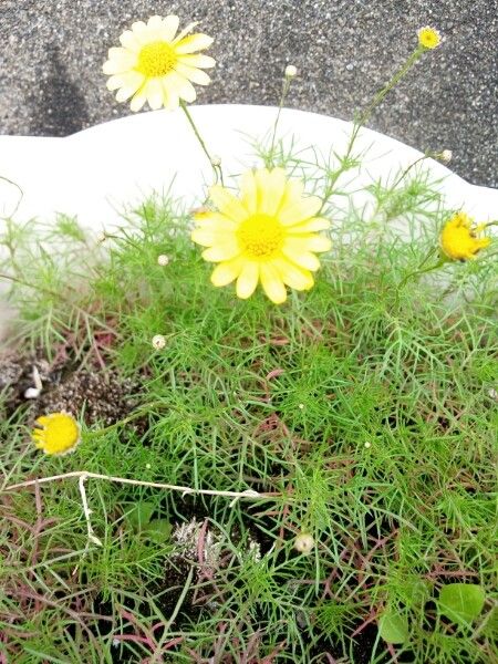 Taraxacum cucullatum — search result for 'Taraxacum'