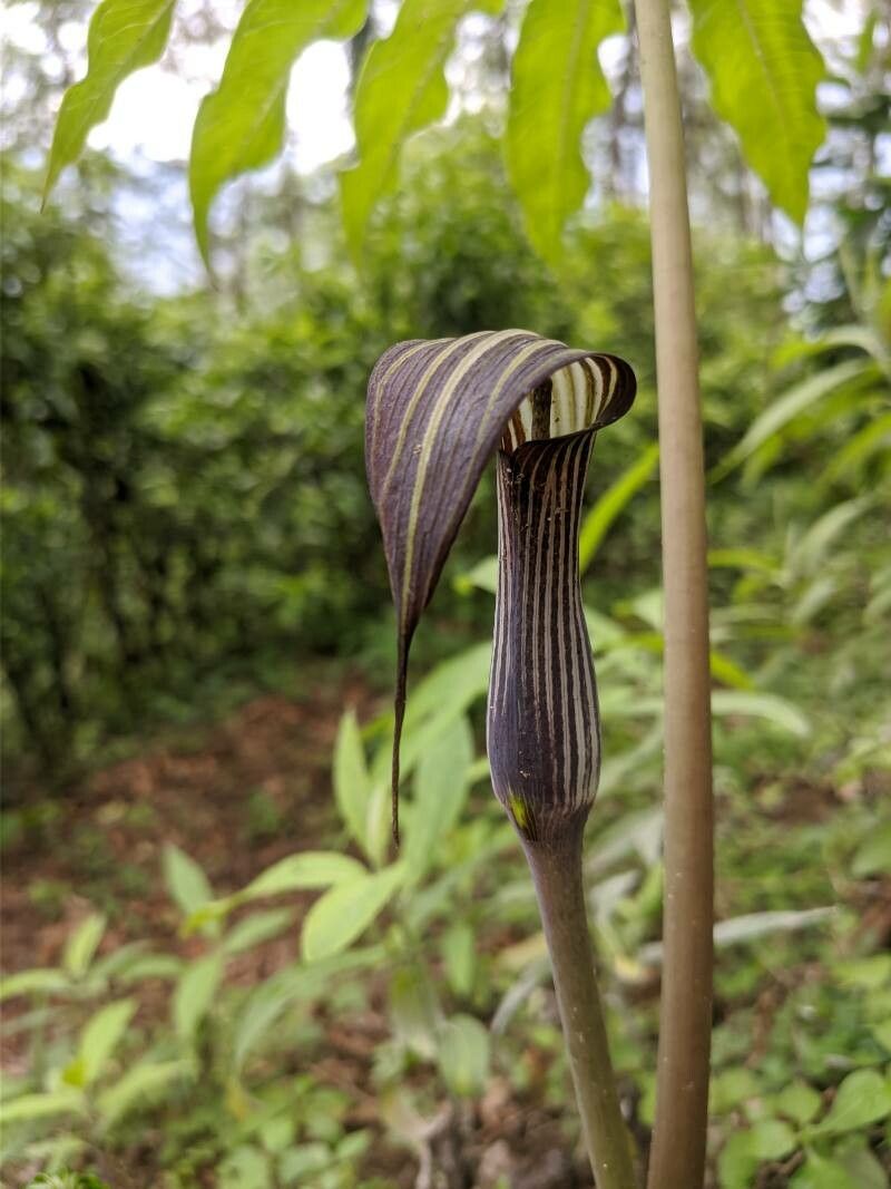 Arisaema concinnum — search result for 'Arisaema'