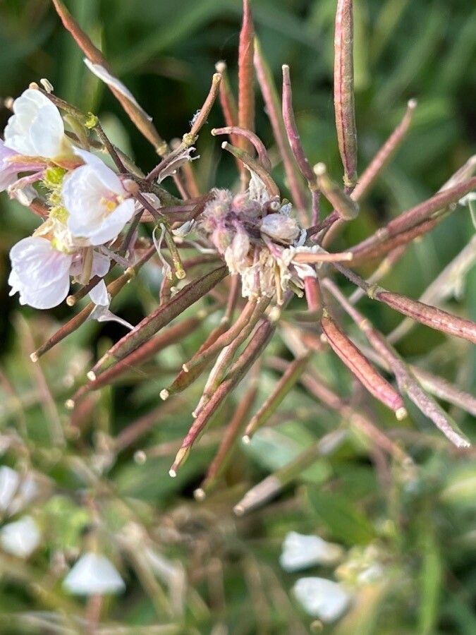 Diplotaxis erucoides fruit