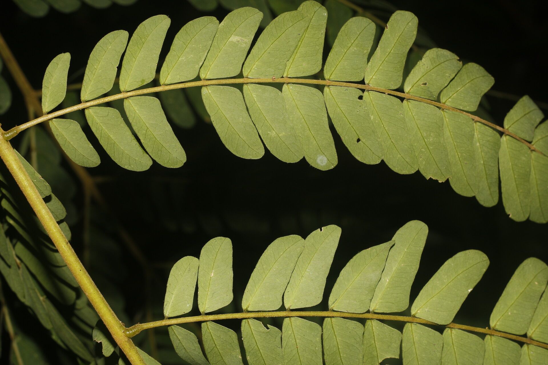 Abarema macradenia leaf