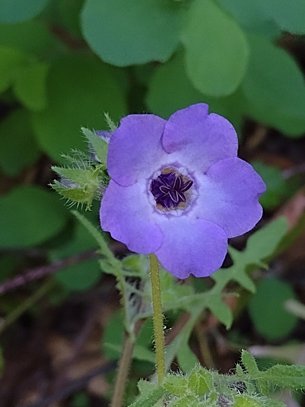 Pholistoma auritum flower