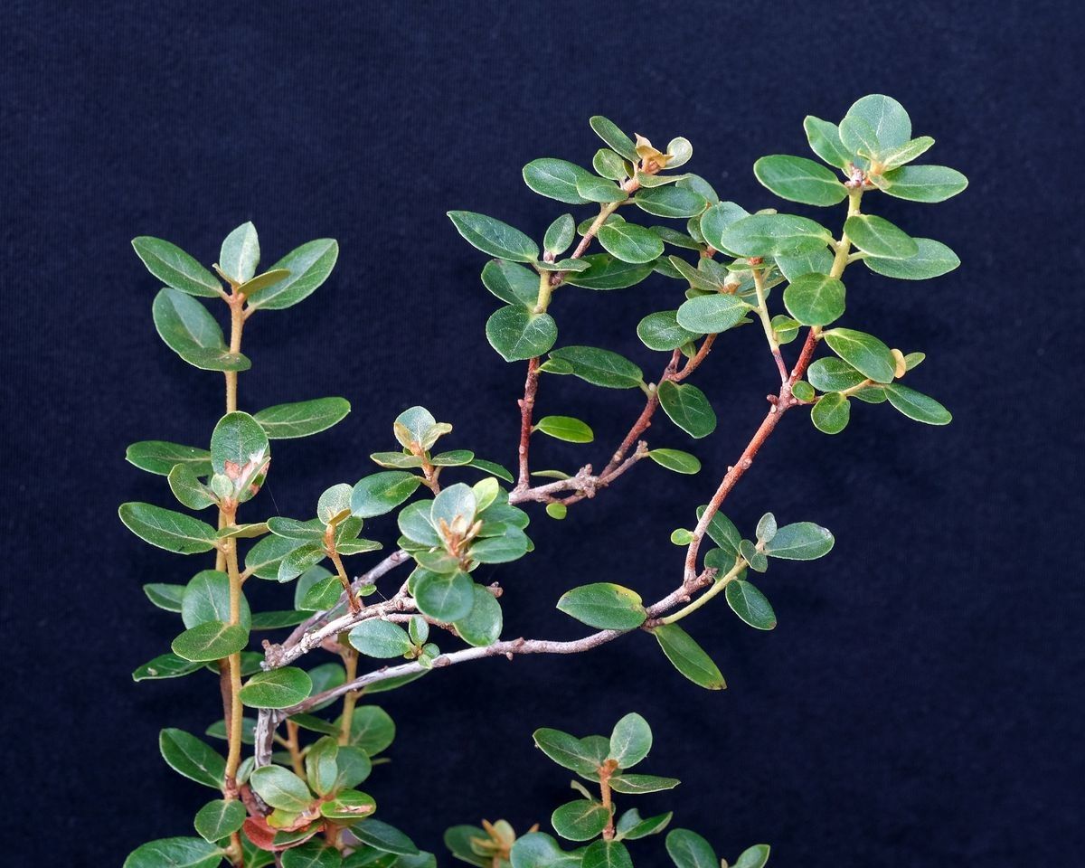 Rhododendron inconspicuum — houseplant care guide